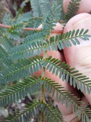Acacia jonesii