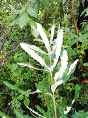 Banksia seminuda