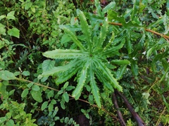 Banksia seminuda