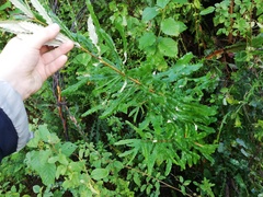 Banksia seminuda