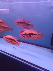 Parachromis friedrichsthalii