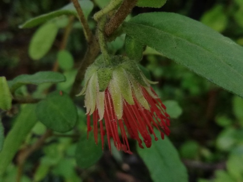 Diplolaena drummondii