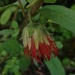 Diplolaena drummondii - Photo (c) bailey_plants, some rights reserved (CC BY-NC), uploaded by bailey_plants