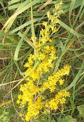 Solidago × niederederi
