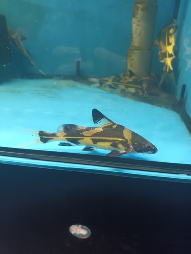 Harlequin catfish (Bagroides melapterus) — Bagridae