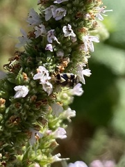 Liocoris tripustulatus