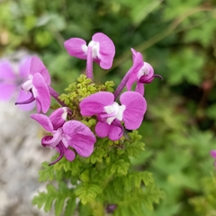 Pedicularis siphonantha
