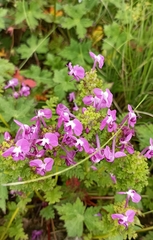 Pedicularis siphonantha