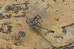 Diplacodes trivialis