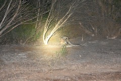 Notamacropus eugenii decres