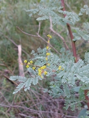 Acacia jonesii