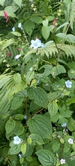 Hackelia uncinata