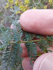 Acacia jonesii