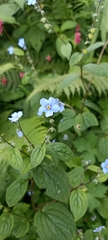 Hackelia uncinata