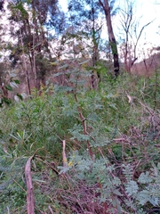 Acacia jonesii