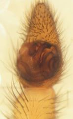Anoteropsis adumbrata