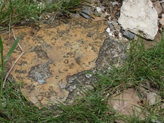Diplacodes trivialis