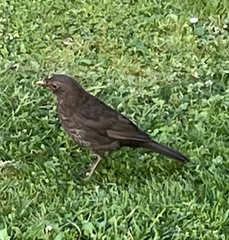 Turdus merula