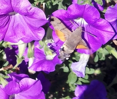 Macroglossum stellatarum
