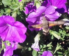 Macroglossum stellatarum