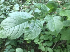 Fraxinus quadrangulata
