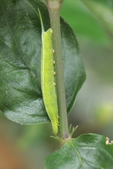 Macroglossum variegatum