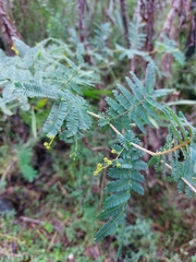 Acacia jonesii