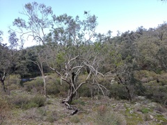 Eucalyptus rudis rudis