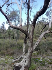 Eucalyptus rudis rudis