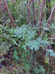 Acacia jonesii