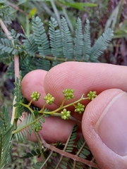 Acacia jonesii