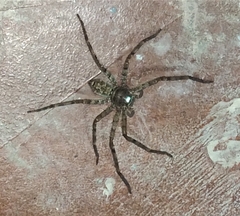 Heteropoda venatoria