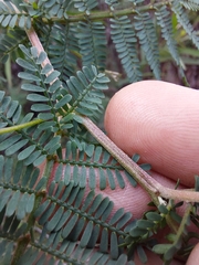 Acacia jonesii