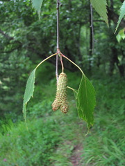 Betula × aurata