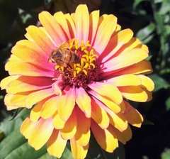 Apis mellifera