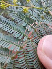 Acacia jonesii
