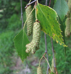 Betula × aurata