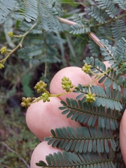 Acacia jonesii