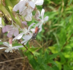 Sphecodes albilabris