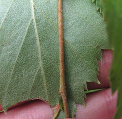 Betula × aurata