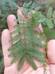 Acacia jonesii