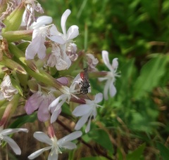 Sphecodes albilabris