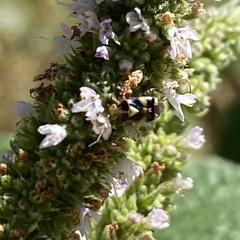 Liocoris tripustulatus