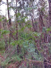 Acacia jonesii