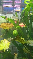 Rasbora trilineata