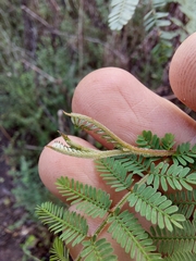 Acacia jonesii