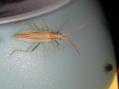 Stenodema trispinosum