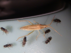 Stenodema trispinosum