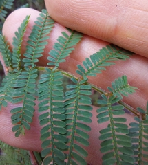 Acacia jonesii