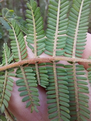 Acacia jonesii